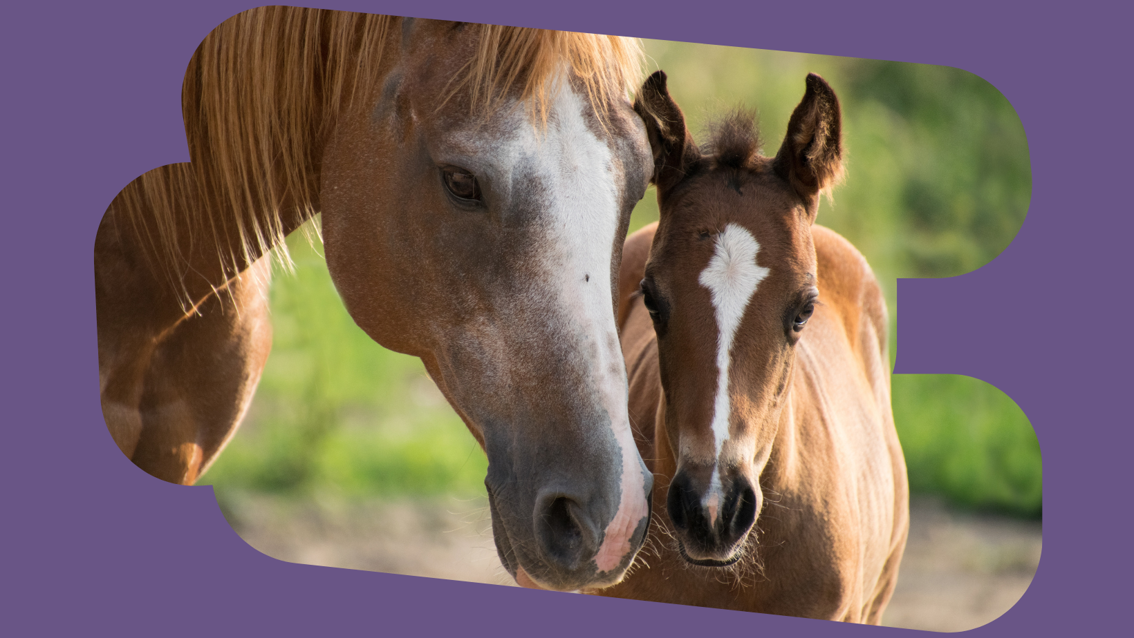 Welcoming Spring: A Guide to Horse Foaling Season
