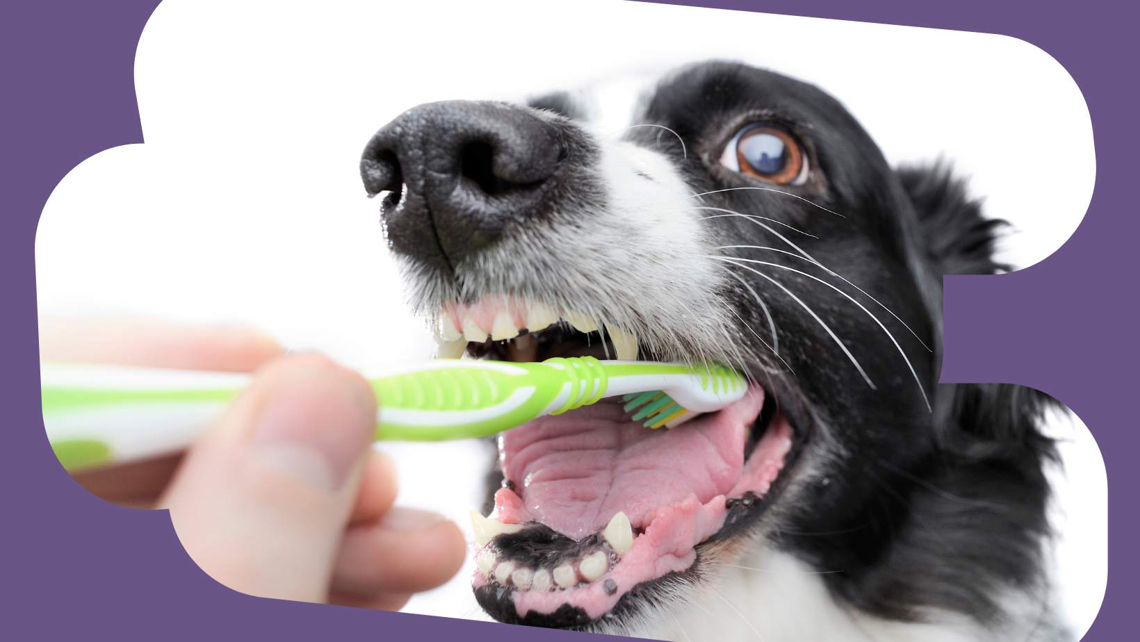 Everything You Should Know About Dog Dental Care