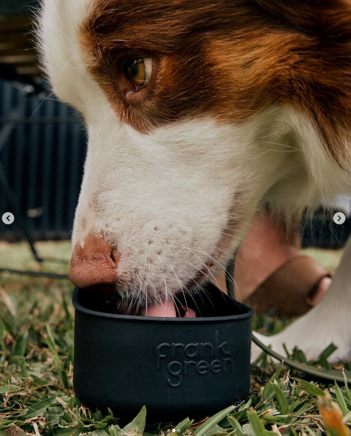 Frank Green Silicone Pet Bowl - Midnight